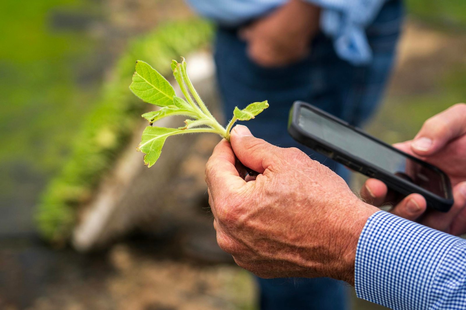 Close-up of a farmer using a smartphone to examine the growth of a plant in a field.